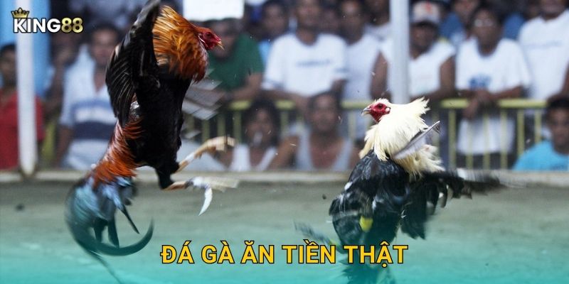 Đá Gà Ăn Tiền Thật King88 bg - Cược Thật Thắng Thật 1 Đá Gà Ăn Tiền Thật King88 bg – Cược Thật Thắng Thật