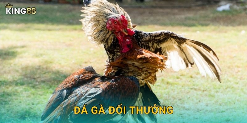 Đá Gà Đổi Thưởng King88 bg - Giải Trí Kiếm Tiền 13 Đá Gà Đổi Thưởng King88 bg – Giải Trí Kiếm Tiền