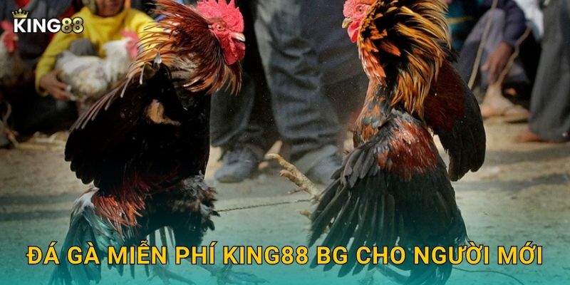 Đá gà miễn phí King88 bg cho người mới
