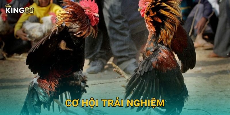 Cơ hội trải nghiệm