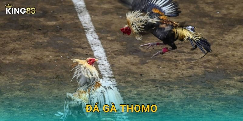Đá Gà Thomo King88 bg - Đấu Trường Nổi Tiếng 25 Đá Gà Thomo King88 bg – Đấu Trường Nổi Tiếng