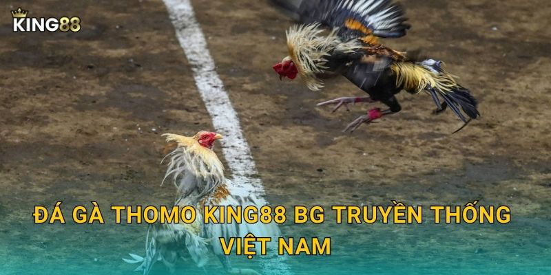 Đá gà Thomo King88 bg truyền thống Việt Nam