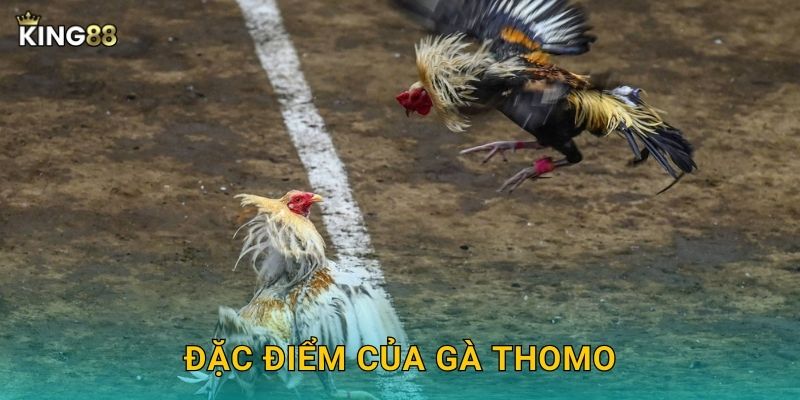 Đặc điểm của gà Thomo