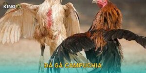 Đá Gà Campuchia King88 bg – Đẳng Cấp Quốc Tế