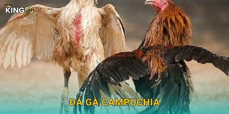 Đá Gà Campuchia King88 bg - Đẳng Cấp Quốc Tế 7 Đá Gà Campuchia King88 bg – Đẳng Cấp Quốc Tế