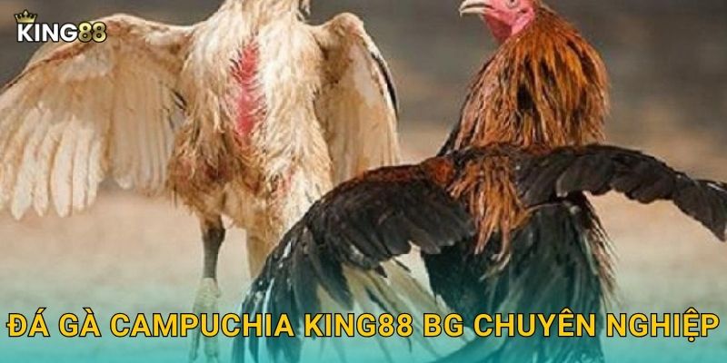 Đá gà Campuchia King88 bg chuyên nghiệp
