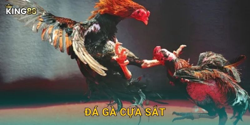 Đá Gà Cựa Sắt King88 bg - Quyết Liệt Từng Hiệp 22 Đá Gà Cựa Sắt King88 bg – Quyết Liệt Từng Hiệp
