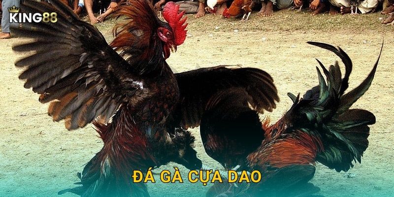 Đá Gà Cựa Dao King88 bg - Nguy Hiểm Nhất Đấu Trường 16 Đá Gà Cựa Dao King88 bg – Nguy Hiểm Nhất Đấu Trường