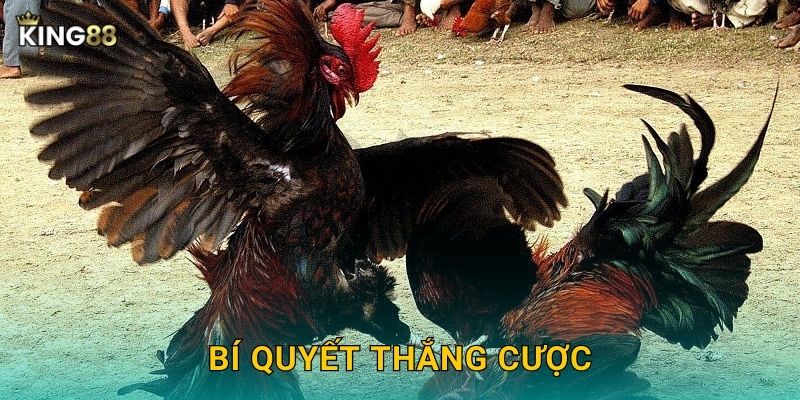 Bí quyết thắng cược