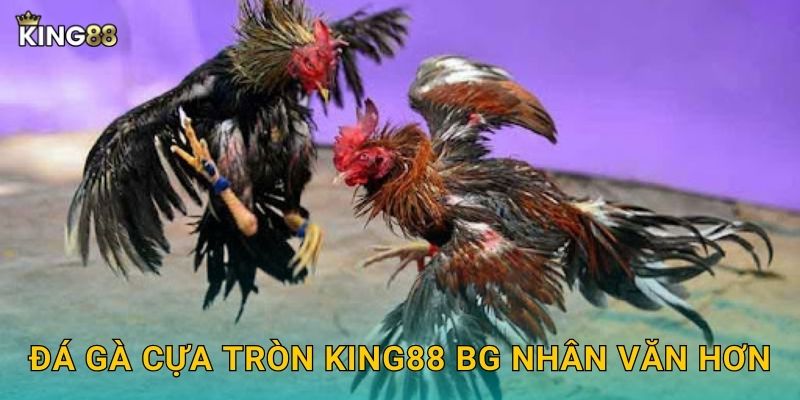 Đá gà cựa tròn King88 bg nhân văn hơn