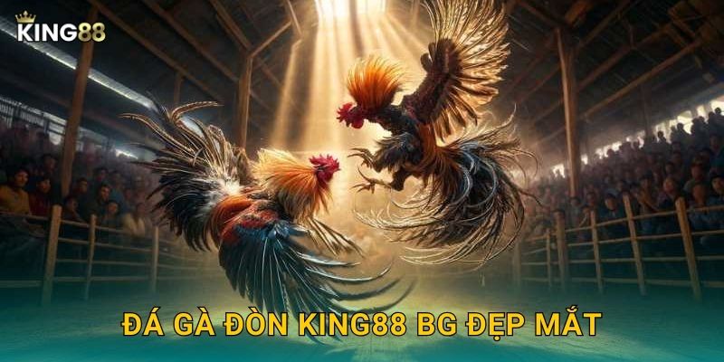 Đá gà đòn King88 bg đẹp mắt
