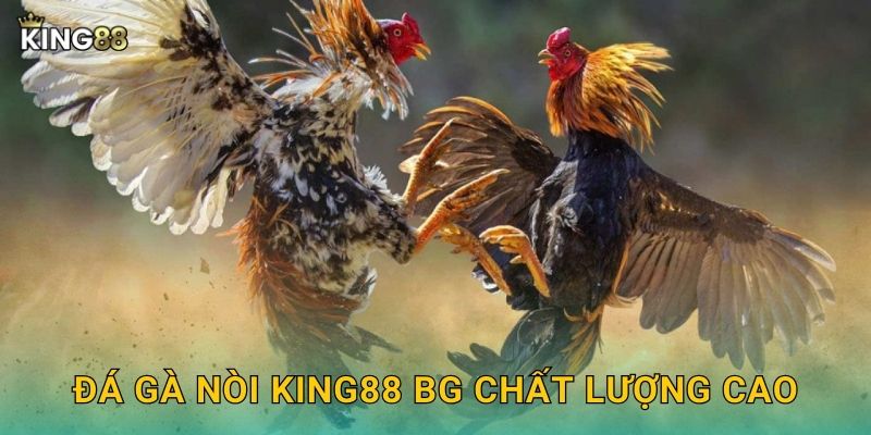 Đá Gà Nòi King88 bg - Giống Gà Thuần Chủng 2 Đá gà nòi King88 bg chất lượng cao