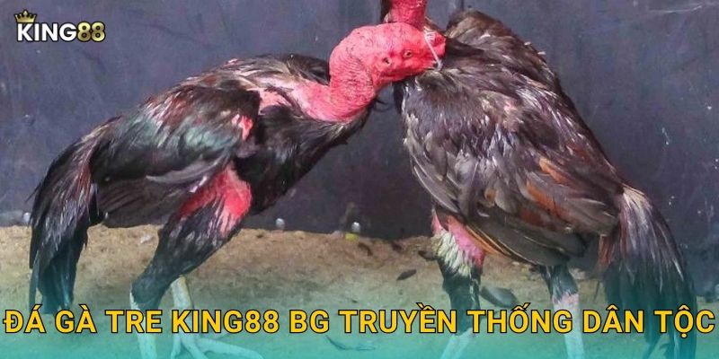 Đá gà tre King88 bg truyền thống dân tộc