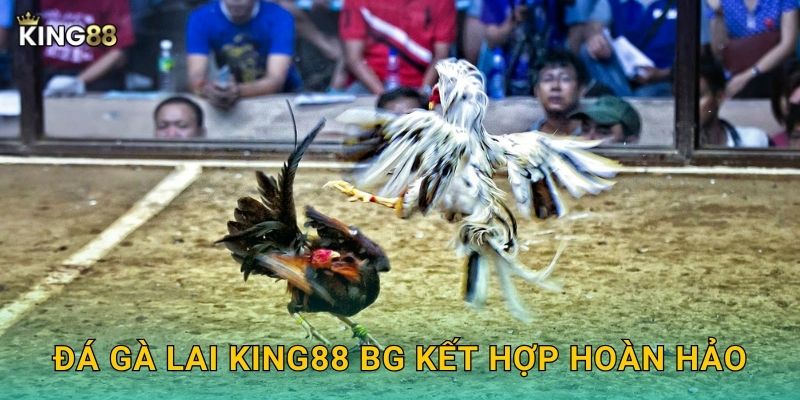 Đá gà lai King88 bg kết hợp hoàn hảo