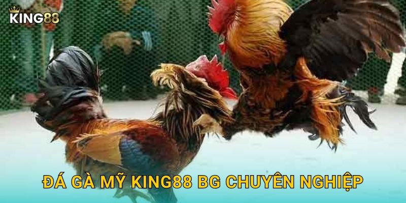Đá gà Mỹ King88 bg chuyên nghiệp