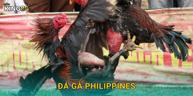 Đá Gà Philippines King88 bg – Văn Hóa Sabong