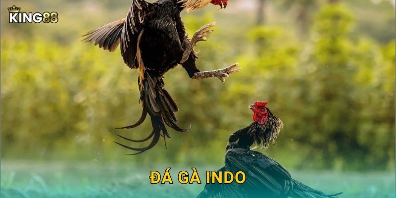 Đá Gà Indo King88 bg – Phong Cách Indonesia