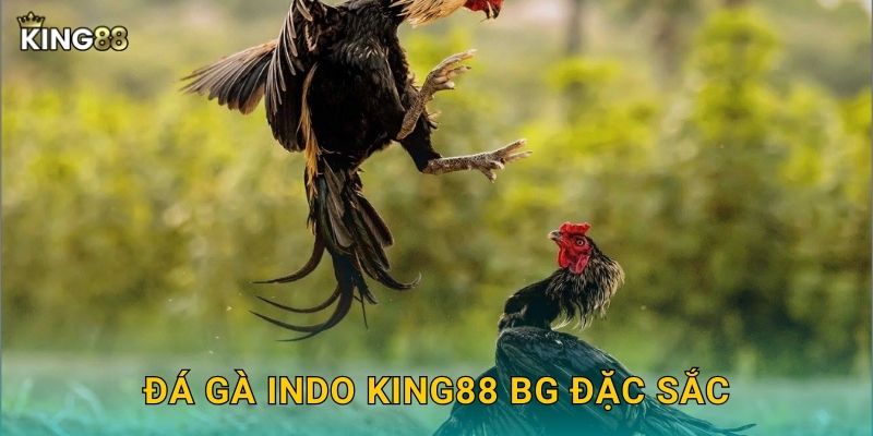 Đá gà Indo King88 bg đặc sắc