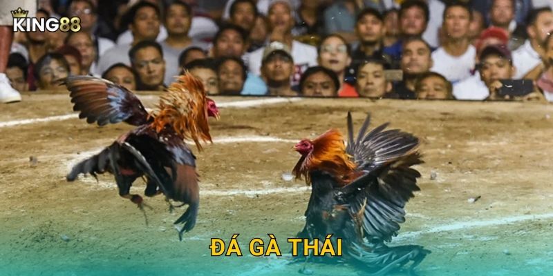 Đá Gà Thái King88 bg – Đỉnh Cao Thái Lan