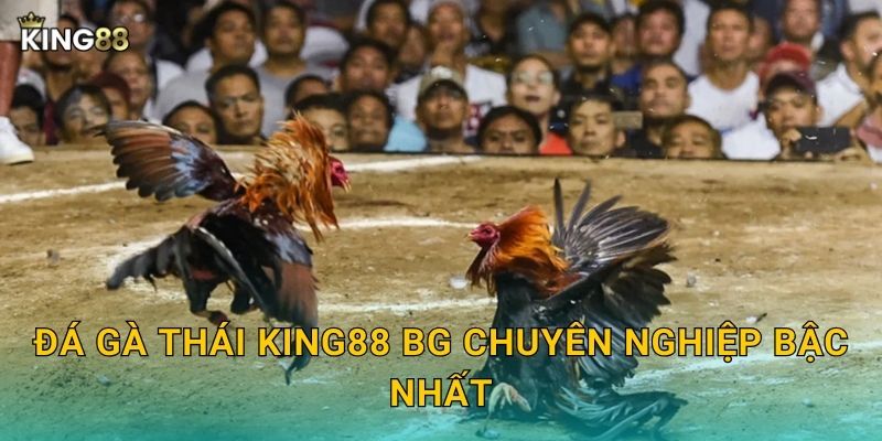 Đá Gà Thái King88 bg - Đỉnh Cao Thái Lan 2 Đá gà Thái King88 bg chuyên nghiệp bậc nhất