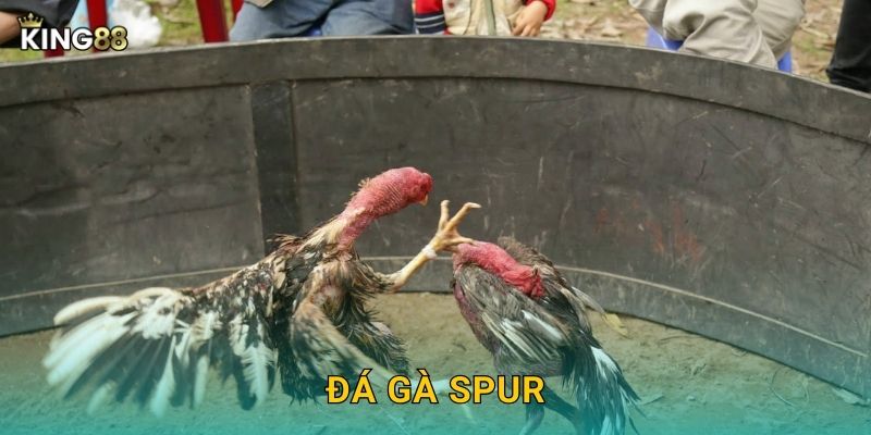 Đá Gà Spur King88 bg – Cựa Nhọn Phương Tây