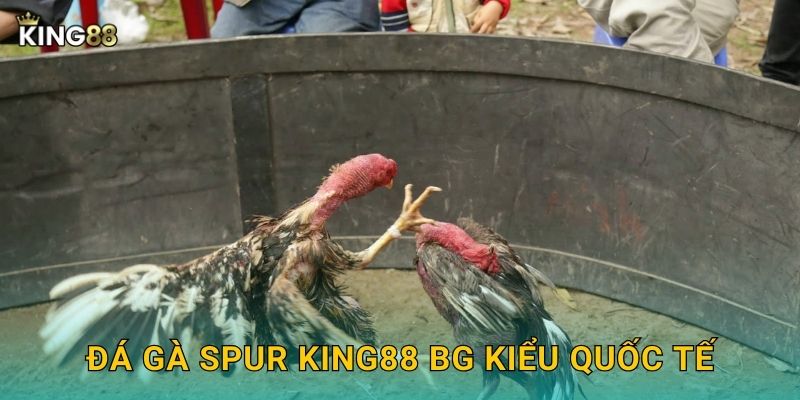 Đá Gà Spur King88 bg - Cựa Nhọn Phương Tây 2 Đá gà spur King88 bg kiểu quốc tế