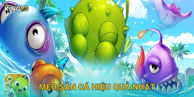 Mẹo săn cá hiệu quả nhất