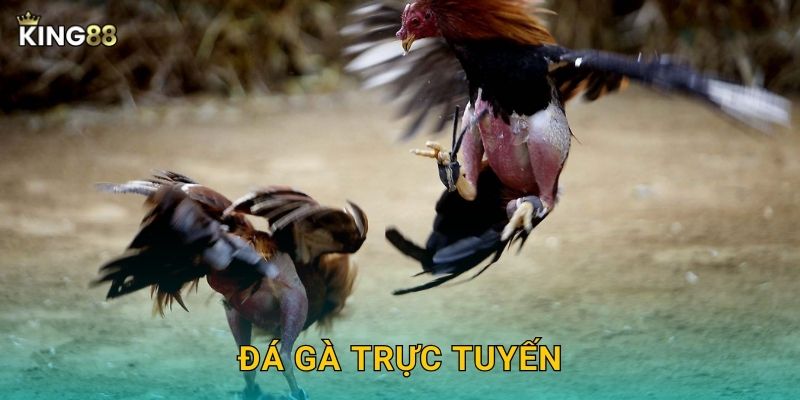 Đá Gà Trực Tuyến King88 bg - Kịch Tính Từng Giây 4 Đá Gà Trực Tuyến King88 bg – Kịch Tính Từng Giây