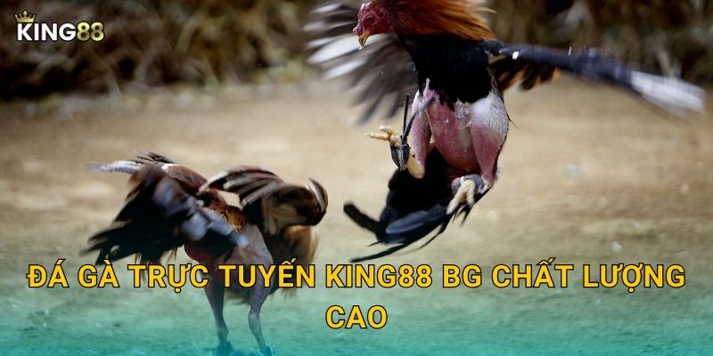 Đá gà trực tuyến King88 bg chất lượng cao
