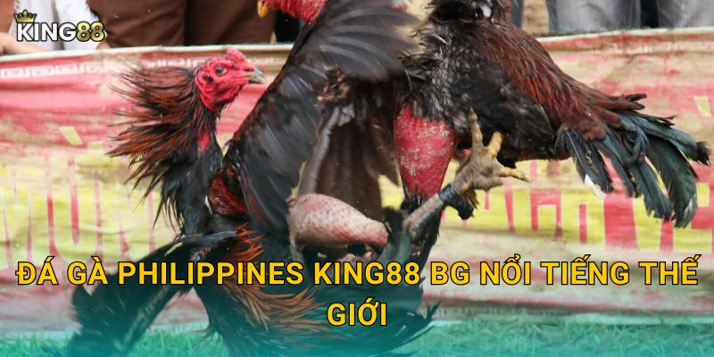 Đá gà Philippines King88 bg nổi tiếng thế giới